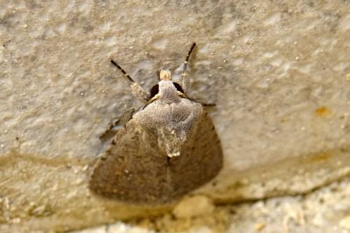 Réf. 256 027 : Caradrina flavirena